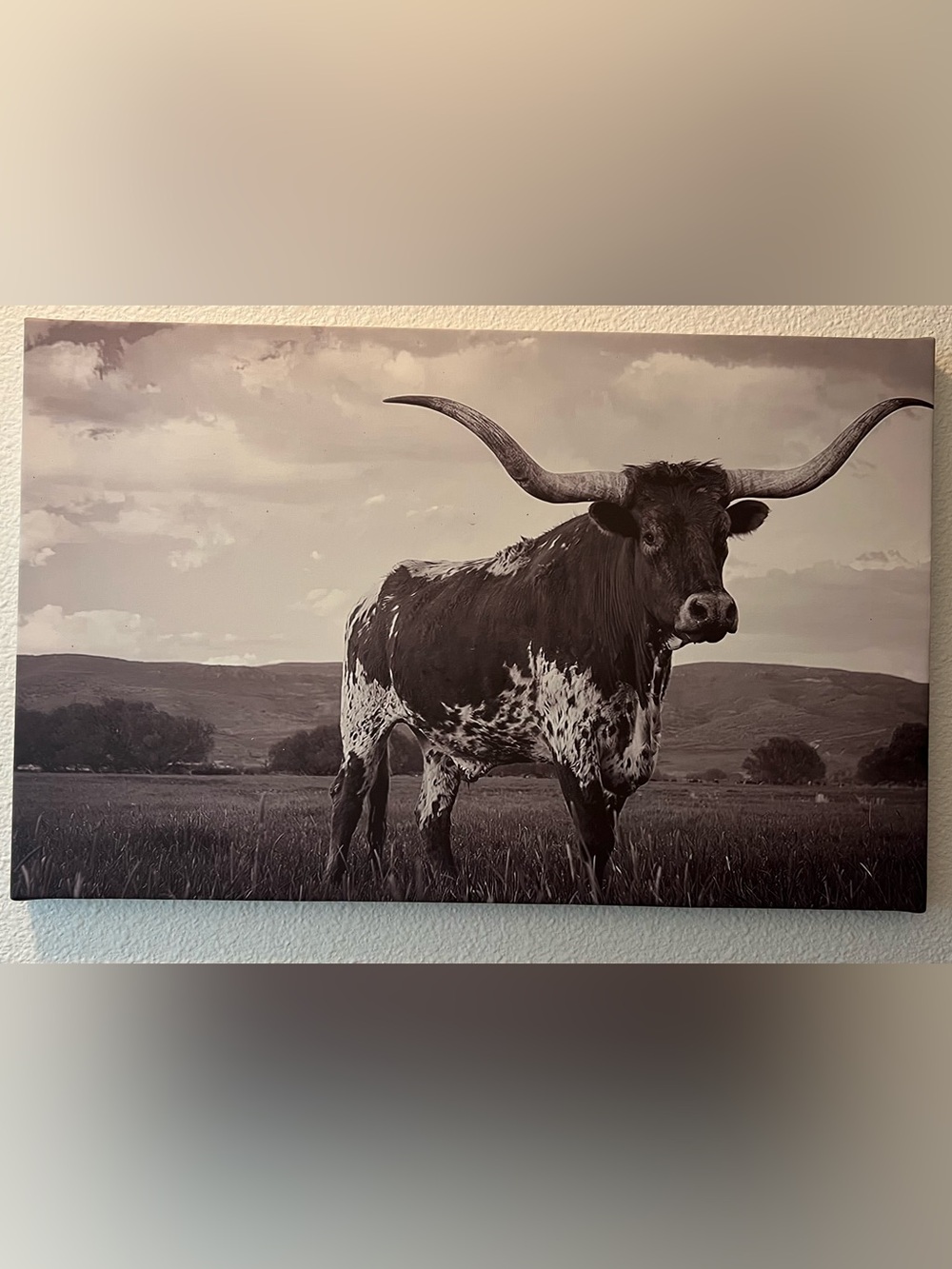 Black and White Texas Longhorn Canvas Wall Art